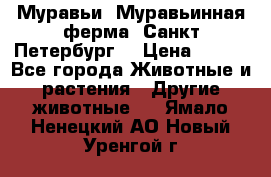 Муравьи, Муравьинная ферма. Санкт-Петербург. › Цена ­ 550 - Все города Животные и растения » Другие животные   . Ямало-Ненецкий АО,Новый Уренгой г.